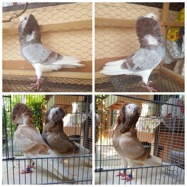 PhotoCollage_1563736716968 - Capucini