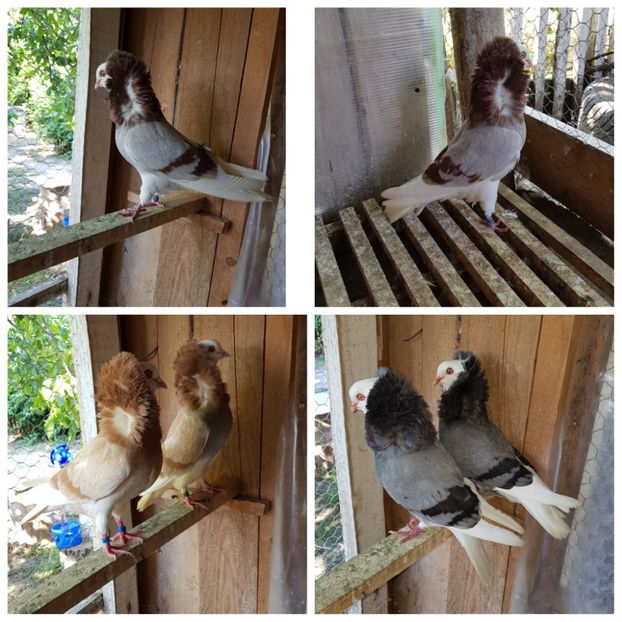 PhotoCollage_1563736488012 - Capucini