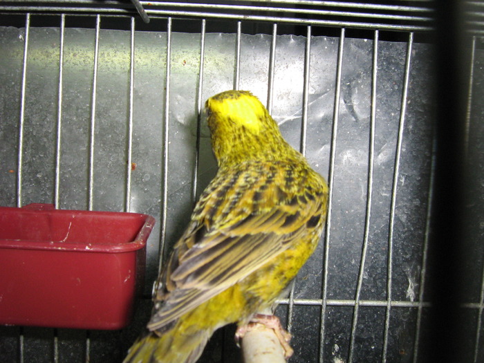 canari 003