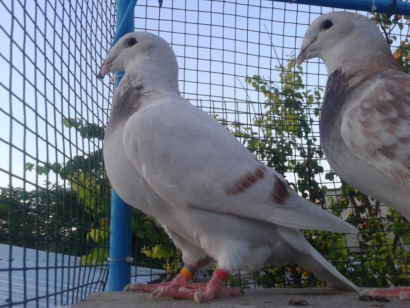 Fotografie0020 (4) - Tresti 2019