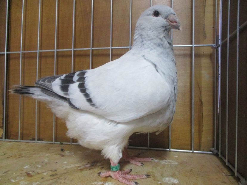 10259-19 - Tineret 2019