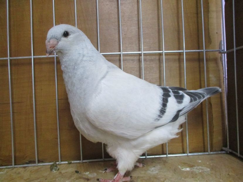 10260-19 - Tineret 2019