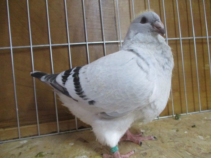 10266-19 - Tineret 2019