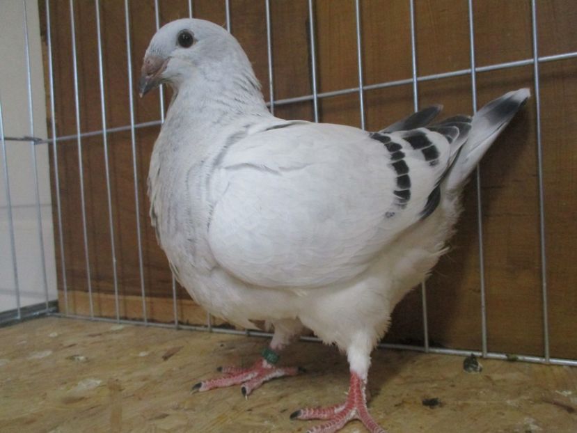 10264-19 - Tineret 2019