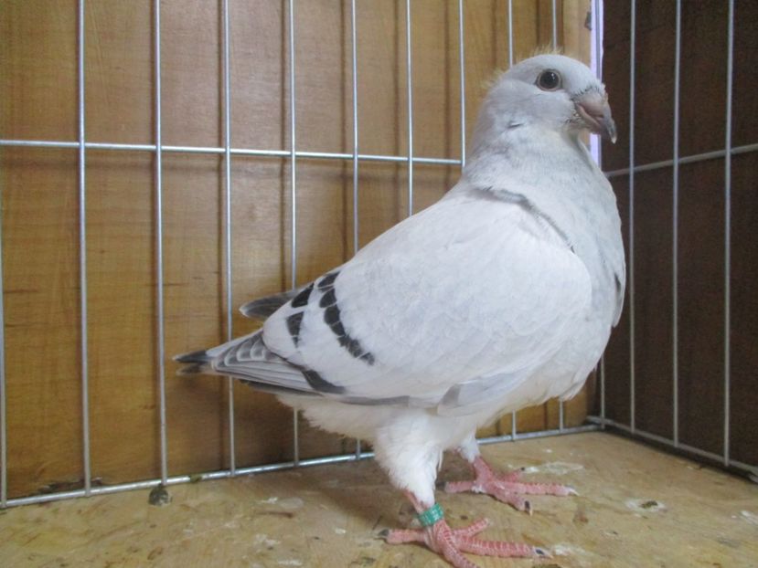 10265-19 - Tineret 2019