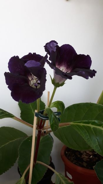  - gloxinii_2019