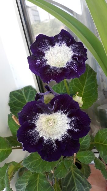  - gloxinii_2019
