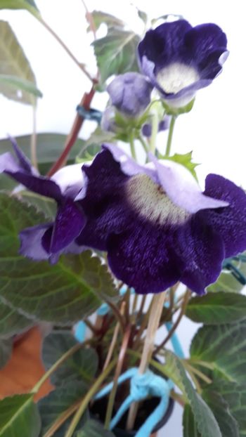 - gloxinii_2019
