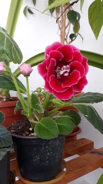  - gloxinii_2019