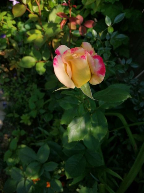  - Trandafiri 2019 II