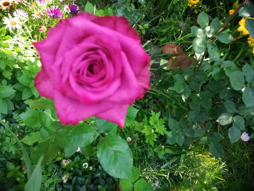  - Trandafiri 2019 II