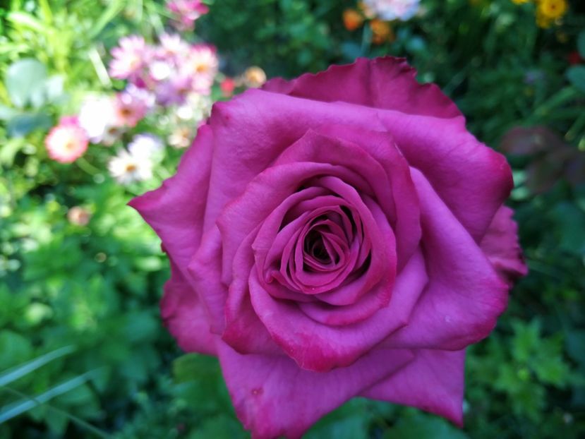  - Trandafiri 2019 II