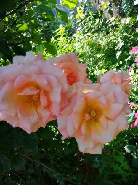  - Trandafiri 2019 II