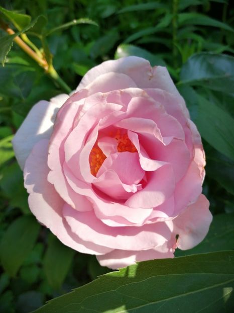  - Trandafiri 2019 II