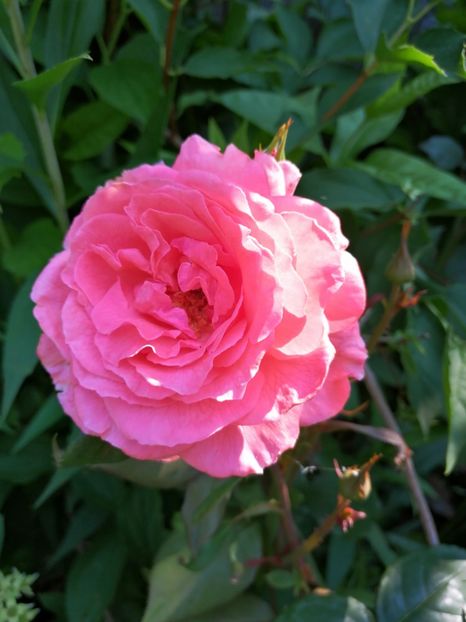  - Trandafiri 2019 II