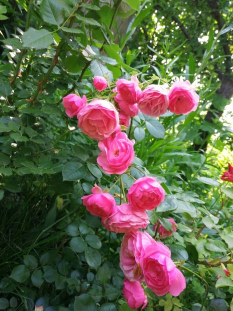  - Trandafiri 2019 II