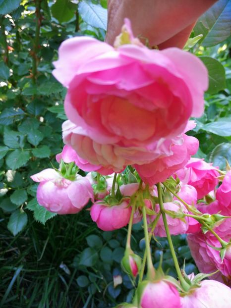  - Trandafiri 2019 II