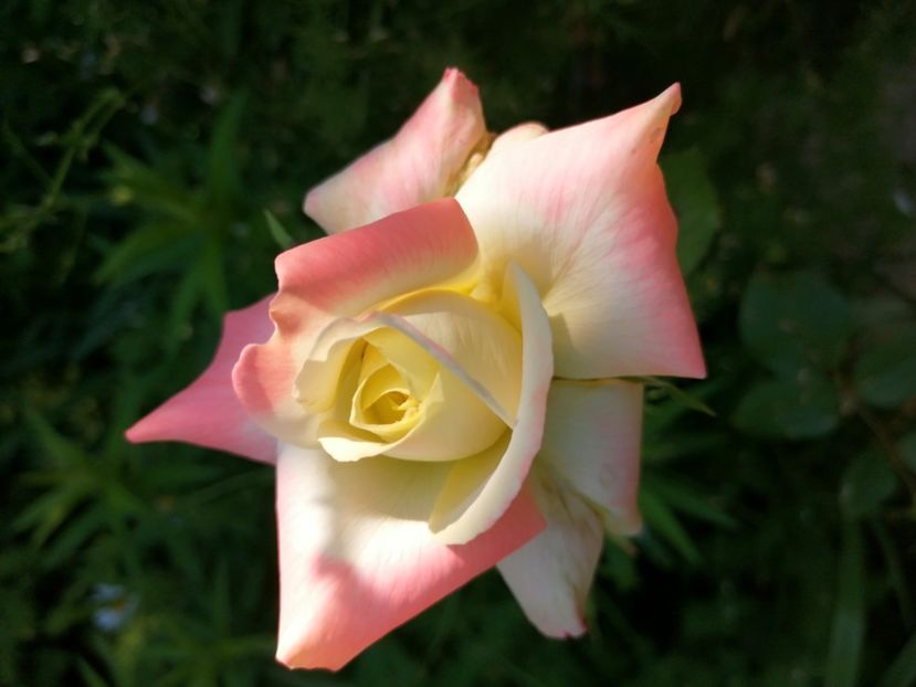  - Trandafiri 2019 II