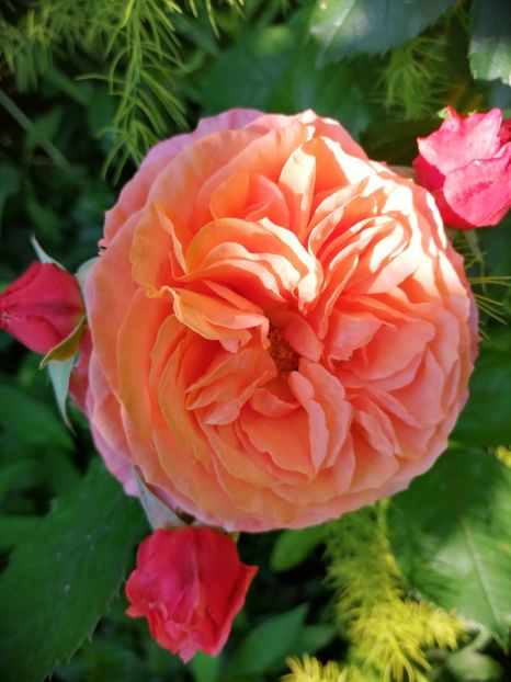  - Trandafiri 2019 II