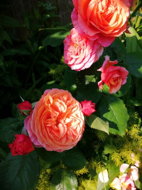  - Trandafiri 2019 II