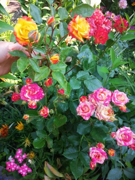  - Trandafiri 2019 II