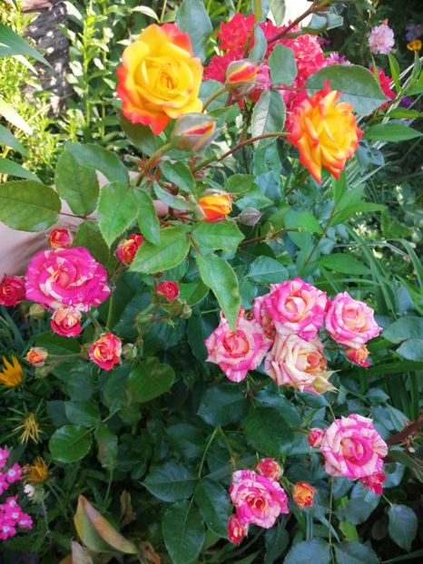  - Trandafiri 2019 II