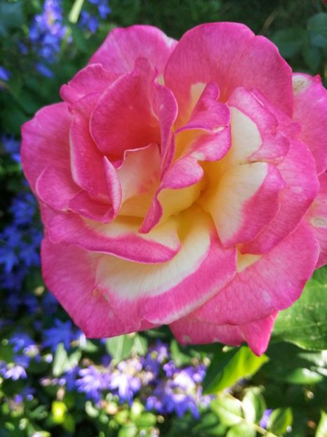  - Trandafiri 2019 II