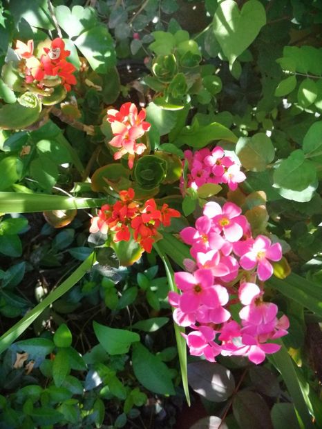  - Trandafiri 2019 II