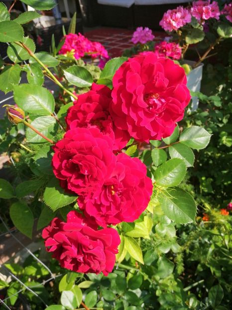  - Trandafiri 2019 II