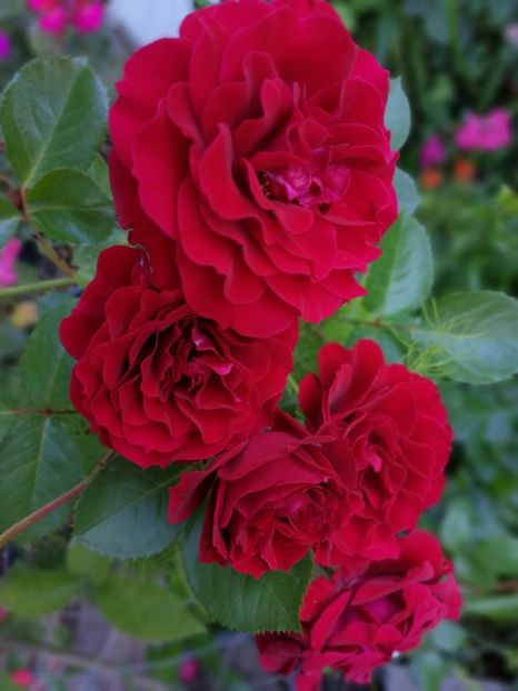  - Trandafiri 2019 II