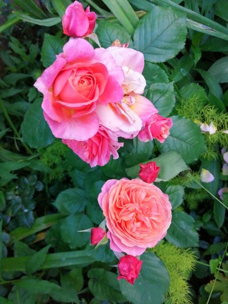  - Trandafiri 2019 II