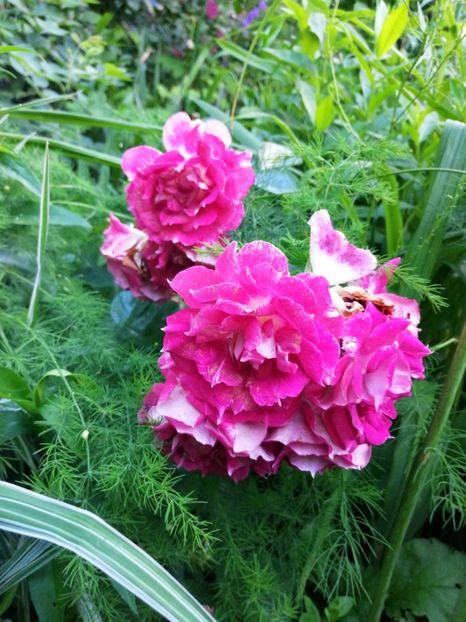  - Trandafiri 2019 II