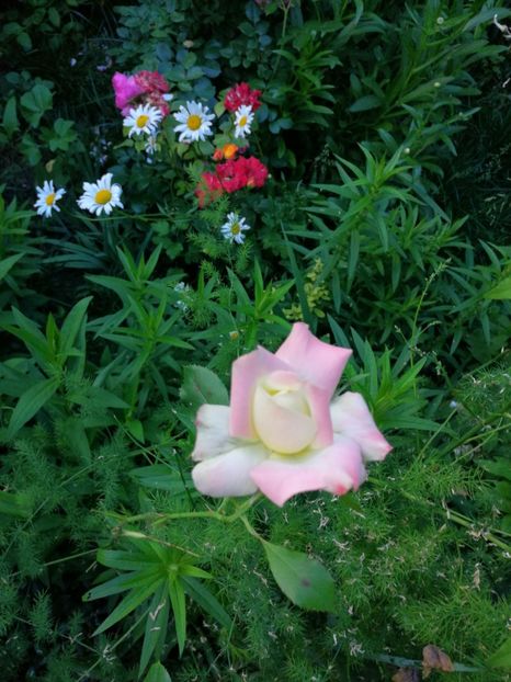  - Trandafiri 2019 II