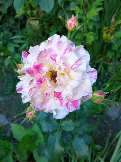  - Trandafiri 2019 II