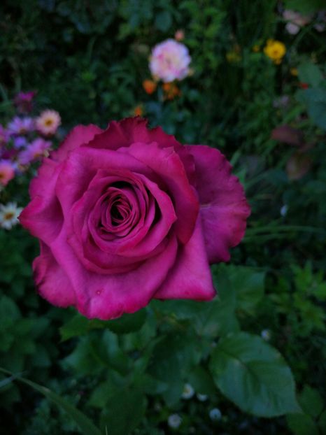  - Trandafiri 2019 II