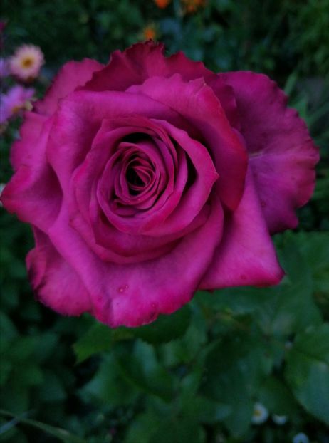  - Trandafiri 2019 II