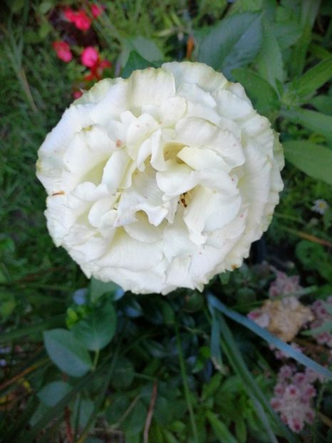  - Trandafiri 2019 II