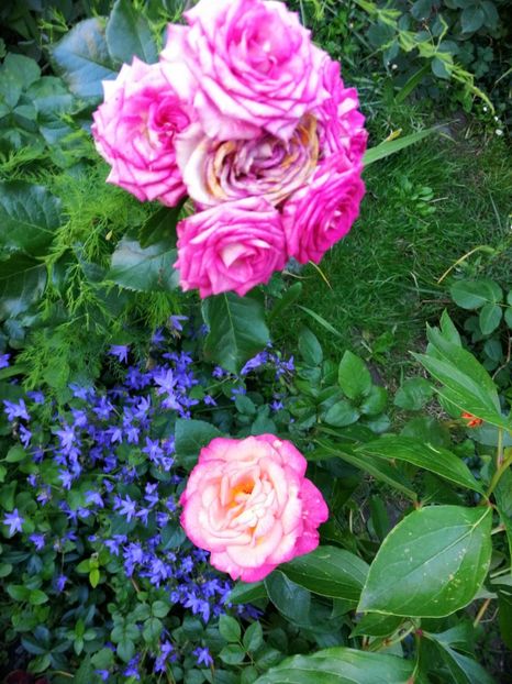  - Trandafiri 2019 II