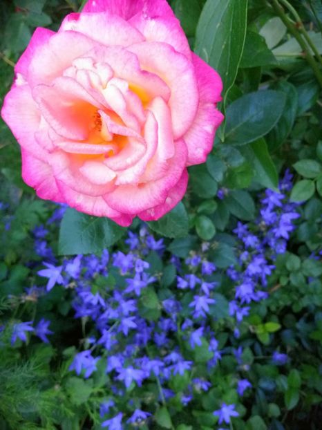  - Trandafiri 2019 II