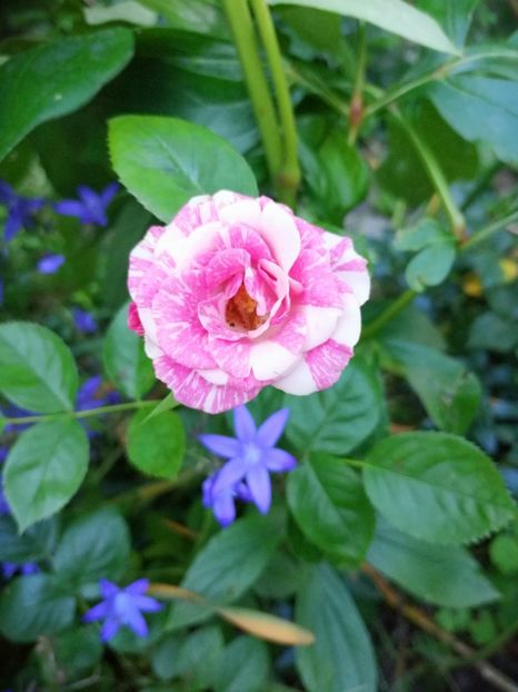  - Trandafiri 2019 II