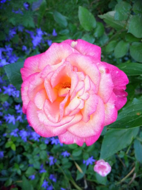  - Trandafiri 2019 II