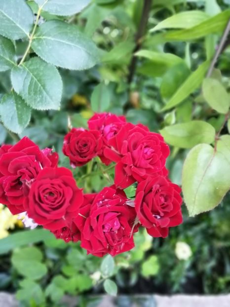  - Trandafiri 2019 II