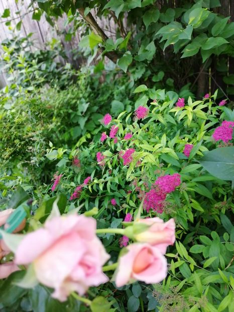  - Trandafiri 2019 II