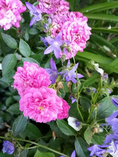  - Trandafiri 2019 II