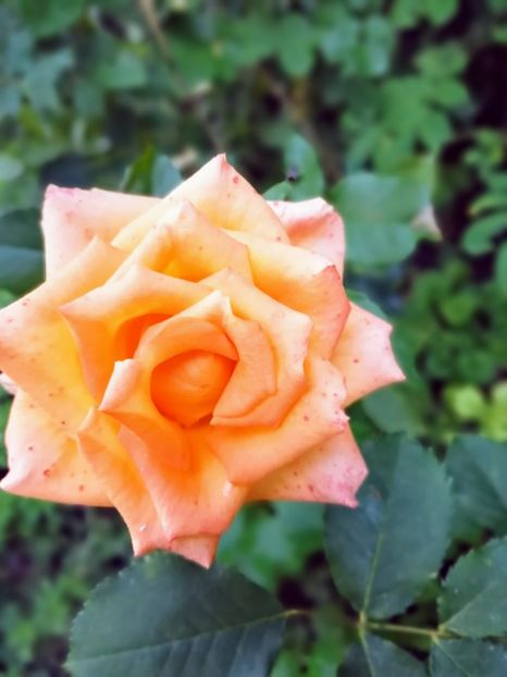  - Trandafiri 2019 II