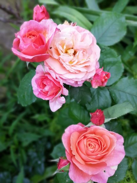  - Trandafiri 2019 II