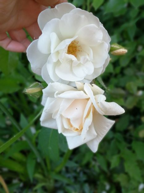  - Trandafiri 2019 II