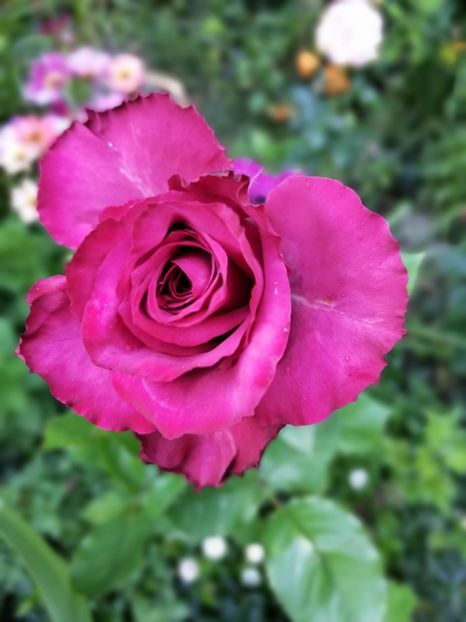  - Trandafiri 2019 II