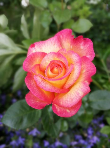  - Trandafiri 2019 II