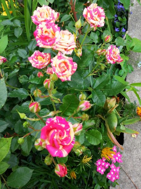  - Trandafiri 2019 II